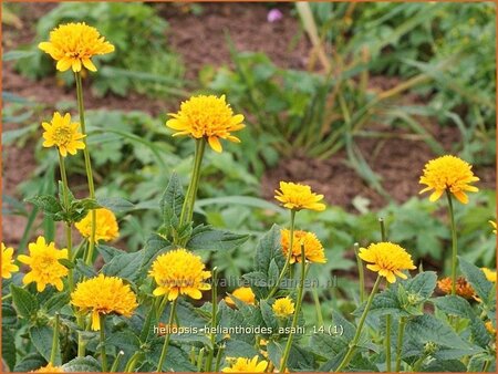 Heliopsis helianthoides &#39;Asahi&#39;