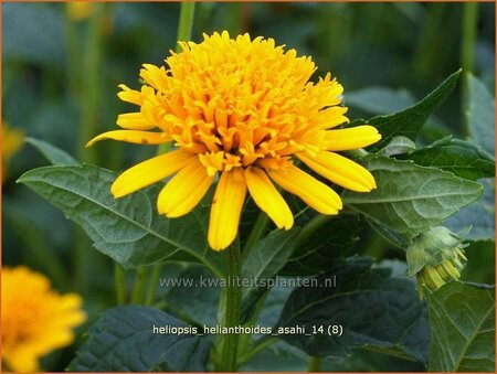 Heliopsis helianthoides &#39;Asahi&#39;