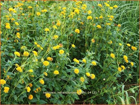 Heliopsis helianthoides &#39;Asahi&#39;