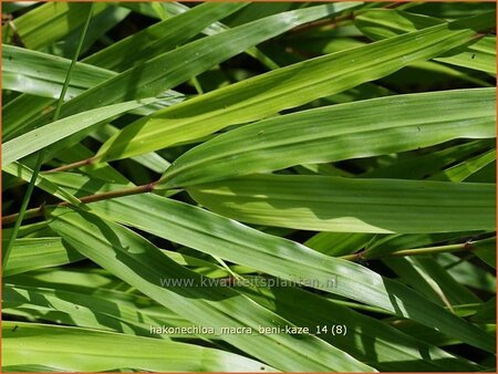 Hakonechloa macra &#39;Beni-Kaze&#39;