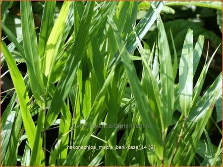 Hakonechloa macra &#39;Beni-Kaze&#39;