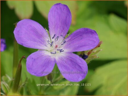 Geranium sylvaticum 'Birch Lilac'