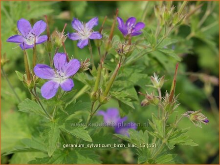 Geranium sylvaticum 'Birch Lilac'