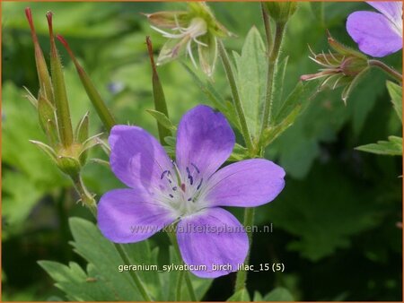 Geranium sylvaticum 'Birch Lilac'