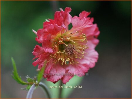 Geum &#39;Bell Bank&#39;