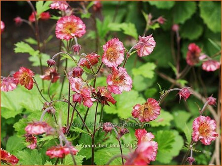 Geum &#39;Bell Bank&#39;