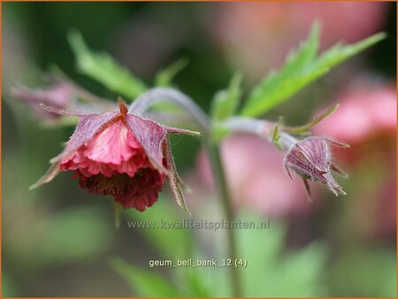 Geum &#39;Bell Bank&#39;