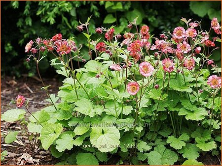 Geum &#39;Bell Bank&#39;
