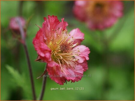 Geum &#39;Bell Bank&#39;