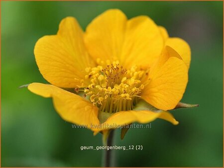 Geum &#39;Georgenberg&#39;