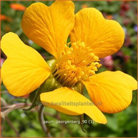 Geum &#39;Georgenberg&#39;