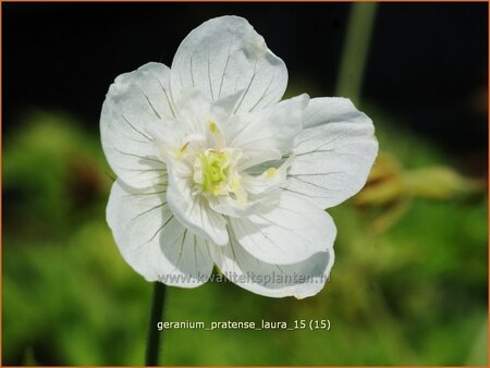 Geranium pratense &#39;Laura&#39;