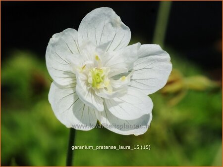Geranium pratense 'Laura'