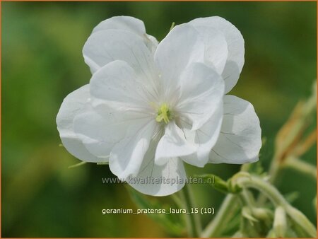 Geranium pratense &#39;Laura&#39;