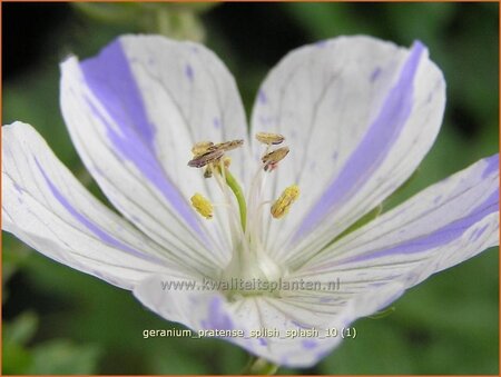 Geranium pratense &#39;Splish Splash&#39;