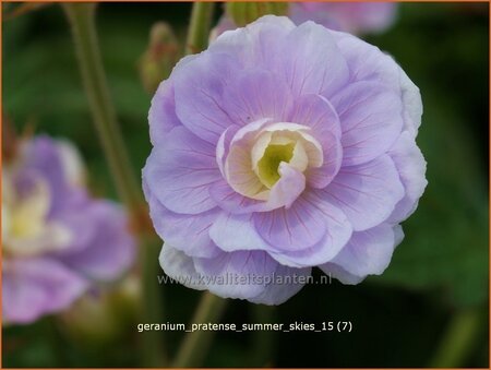 Geranium pratense &#39;Summer Skies&#39;