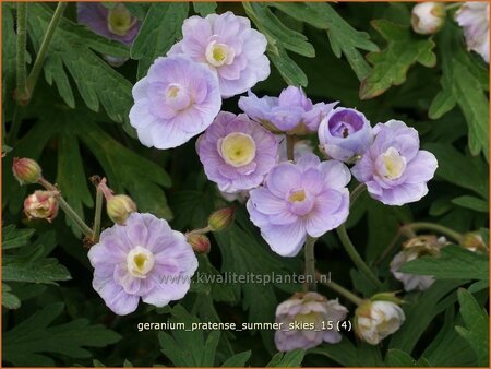 Geranium pratense &#39;Summer Skies&#39;