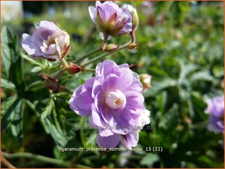 Geranium pratense &#39;Summer Skies&#39;