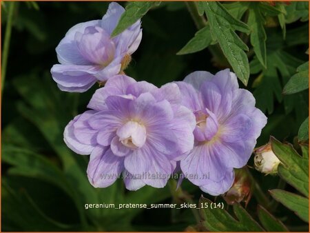 Geranium pratense &#39;Summer Skies&#39;