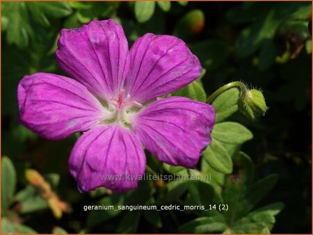 Geranium sanguineum &#39;Cedric Morris&#39;