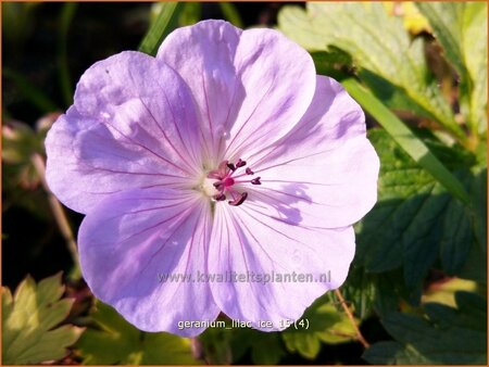 Geranium 'Lilac Ice'