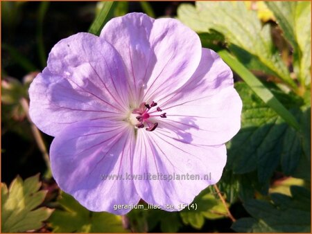 Geranium &#39;Lilac Ice&#39;