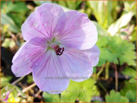 Geranium &#39;Lilac Ice&#39;