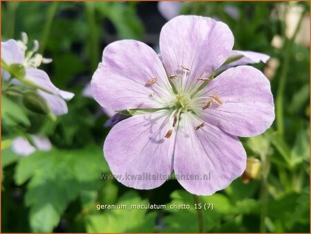 Geranium maculatum 'Chatto'