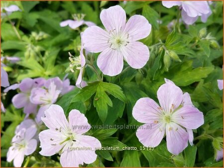 Geranium maculatum 'Chatto'