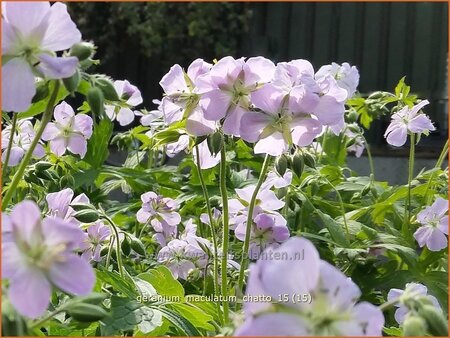 Geranium maculatum 'Chatto'