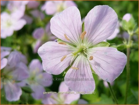 Geranium maculatum 'Chatto'
