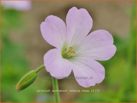 Geranium oxonianum &#39;Rebecca Moss&#39;