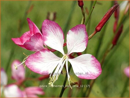 Gaura lindheimeri &#39;Rosy Jane&#39;