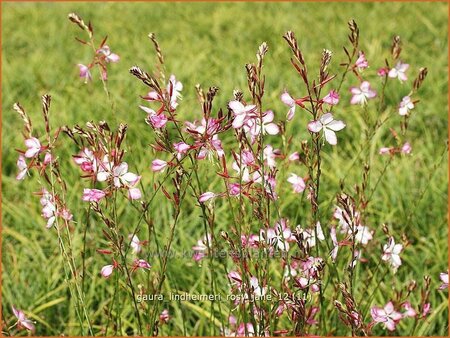 Gaura lindheimeri &#39;Rosy Jane&#39;