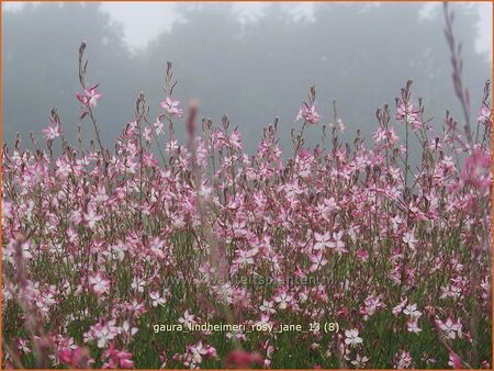 Gaura lindheimeri &#39;Rosy Jane&#39;