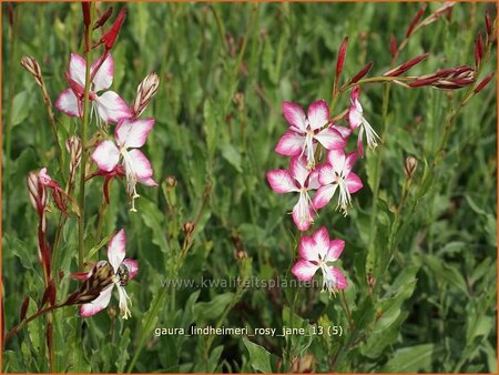 Gaura lindheimeri &#39;Rosy Jane&#39;