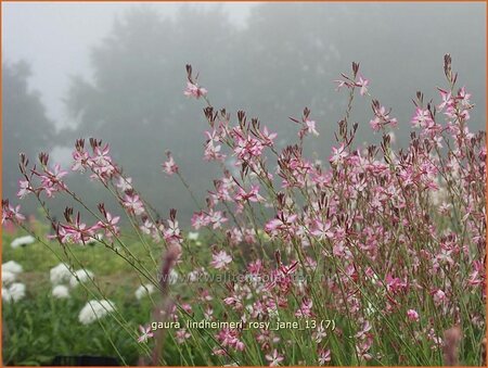 Gaura lindheimeri &#39;Rosy Jane&#39;