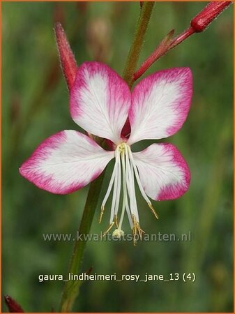 Gaura lindheimeri &#39;Rosy Jane&#39;