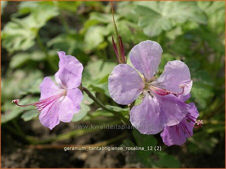 Geranium cantabrigiense &#39;Rosalina&#39;