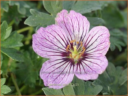 Geranium cinereum &#39;Alice&#39;