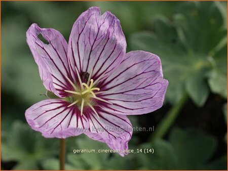 Geranium cinereum &#39;Alice&#39;