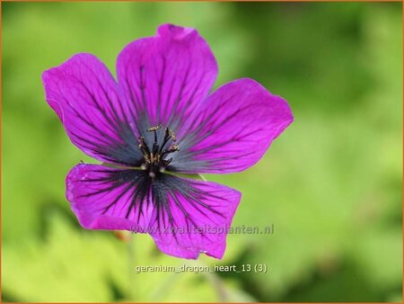 Geranium &#39;Dragon Heart&#39;