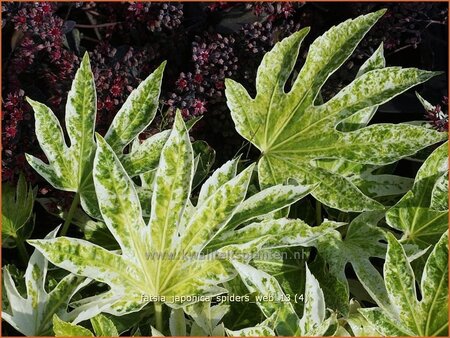Fatsia japonica &#39;Spider&#39;s Web&#39;