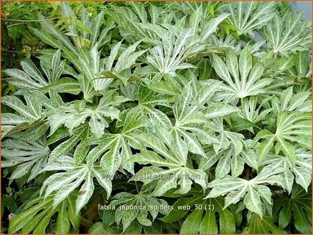 Fatsia japonica &#39;Spider&#39;s Web&#39;