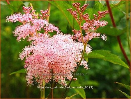 Filipendula palmata &#39;Red Umbrella&#39;