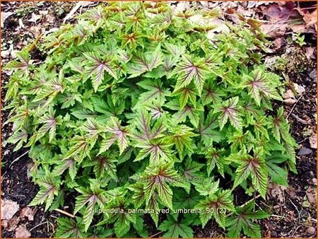 Filipendula palmata &#39;Red Umbrella&#39;