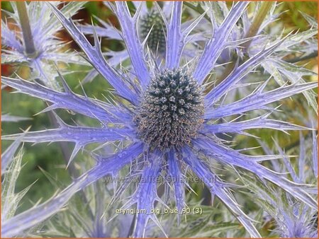 Eryngium &#39;Big Blue&#39;