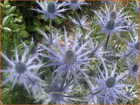 Eryngium &#39;Big Blue&#39;