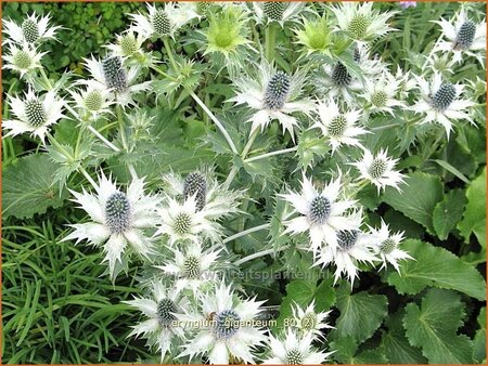 Eryngium giganteum