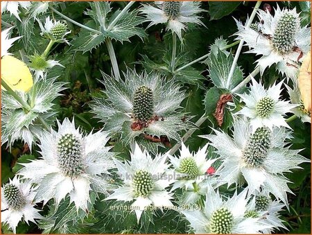 Eryngium giganteum